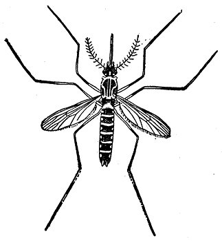 mosquito1