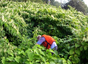 knotweed